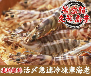 vēY@Y}ⓀԊCV@500g@30`34@13cm hV̓ с@Gr@vē@@蕨@Mtg@v[g@Ε@Ε@Ԃ ăMtg 