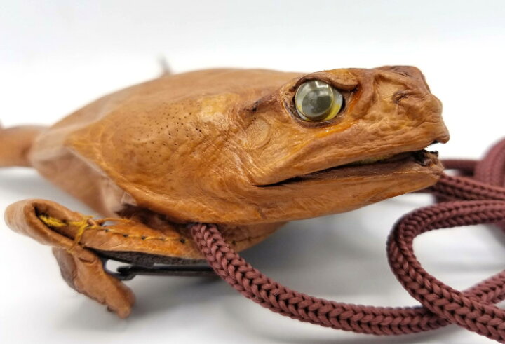 楽天市場 沖縄 お土産 雑貨 本物 カエル 財布 フルボディ Wallet 本革 剥製 ヒキガエル かわいい おしゃれ メンズ レディース がま口 ファスナー 小型 小さい コンパクト 可愛い 人気 革 ミニ 沖縄土産 沖縄雑貨 グッズ アジアと沖縄の雑貨店 オキアジ