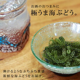 送料無料 海ぶどう タレ付 海ブドウ うみぶどう 生 食品 魚介類 水産加工品 海藻類 クビレズタ 沖縄料理 沖縄食材 刺し身 美味しい 海藻 水産 沖縄 お土産 寿司 食感 酢飯 丼 ヘルシー 低カロリー ミネラル