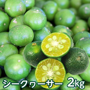 2025N̂X^[g ꌧY ؂ V[N[T[ʎ 2kgi80`100Oj   V[N[T[ mr`