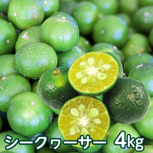 ɏoג ꌧY ؂ V[N[T[ʎ 4kgi150`200Oj   V[N[T[ mr`