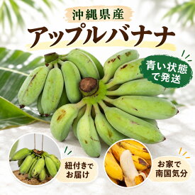 【人気急上昇】 癖になるもっちり食感 アップルバナナ 2kg 沖縄県産