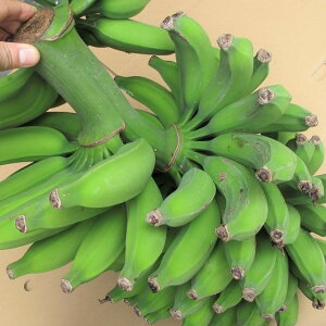 国産 バナナの人気商品 通販 価格比較 価格 Com 国産 バナナの人気商品 通販 価格比較 価格 Com
