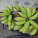 島バナナ 約2kg　発送5月~11月頃