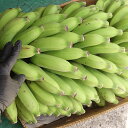 島バナナ 約1kg 【発送5月〜11月上旬】 沖縄産 【原則緑色のバナナ発送】 【配達日指定不可】 【国産 国内産 沖縄産 …