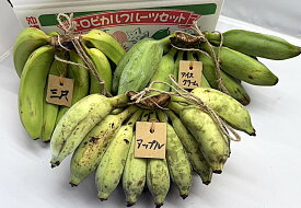 お任せバナナ　沖縄県産　2キロ　（三尺バナナ/島バナナ/アップルバナナ/グロスミッチェル等々）