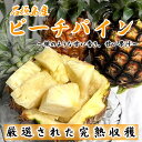 【送料無料】石垣島産　ピーチパイン 約3kg（3〜6玉）
