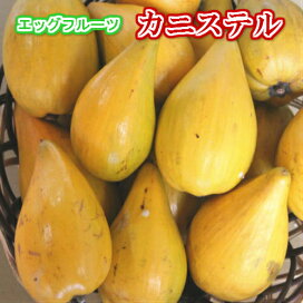 楽天市場 沖縄特産フルーツ カニステル 沖縄美味通販のたま青果
