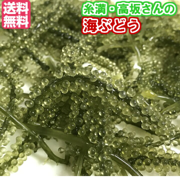 楽天市場 生 海ぶどう 茎あり 500ｇ 発送年中 端境期あり 糸満の高坂さんの 採れたて 産地直送の為他商品と同梱不可 冷蔵庫保存不可 沖縄美味通販のたま青果