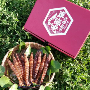 vē̎ԂсiԂсj500gi15`27j 11`3i12/25`1/5sjNxۂ܂ܔzBĒׂɕKzBw艺Bvē璼̂߁Ȁ