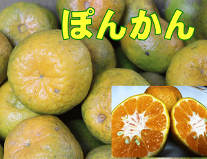 みかん 緑 みかんの人気商品 通販 価格比較 価格 Com みかん 緑 みかんの人気商品 通販 価格比較 価格 Com