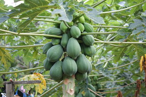 青パパイヤ約10kg 夏季はチルド便でお届け致します。 青パパイヤは栄養価が高く健康維持に大切な酵素を豊富に含んでいます。 パパイア 野菜 国産 国内産 沖縄県産 お取り寄せ セット 料理 