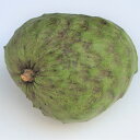 【送料無料】期間限定セール 訳ありアテモヤ 2kg 発送12月〜3月（沖縄のフルーツ チェリモヤ 森のアイスクリーム バニ…