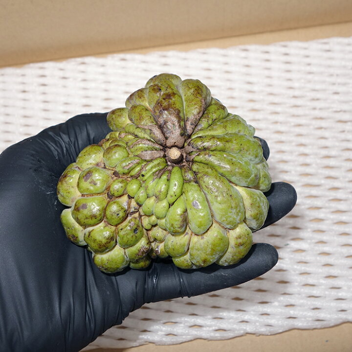 楽天市場】【送料無料】訳ありアテモヤ 約2kg 発送12月〜3月（沖縄の 