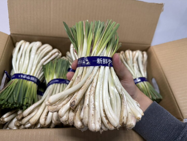 楽天市場】【送料無料】伊江島産島らっきょう 10kg 業者様・飲食店にも 