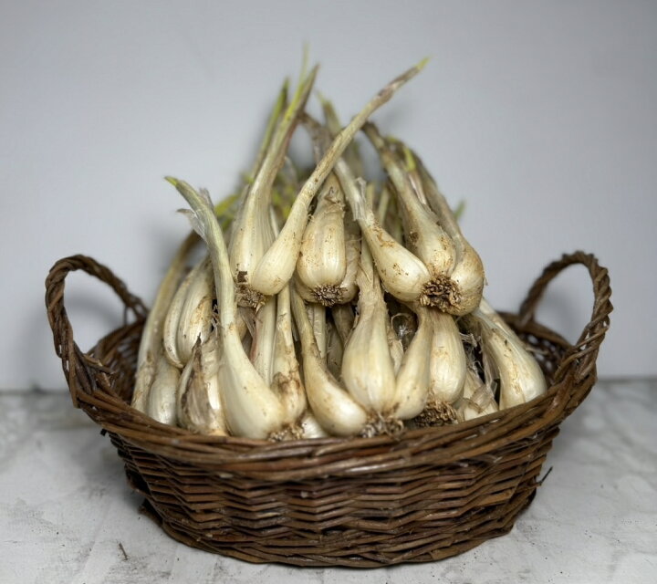 楽天市場】【送料無料】大人買い 伊江島産島らっきょう 5kg 業者様 