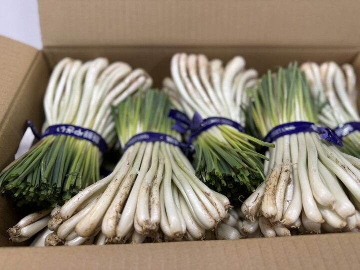 楽天市場】【送料無料】大人買い 伊江島産島らっきょう 5kg 業者様 