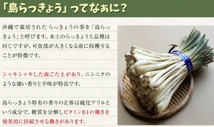 楽天市場】【送料無料】大人買い 伊江島産島らっきょう 5kg 業者様 