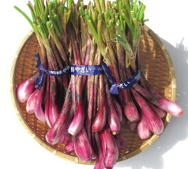 紫 島らっきょう 1キロ 　 沖縄産県産【島らっきょう 国産 国内産 沖縄産 野菜 お取り寄せ おつまみ 酒のつまみ 酒の肴 ご飯のお供 ご飯の友 天ぷら 塩漬け らっきょう漬け】【たま青果】