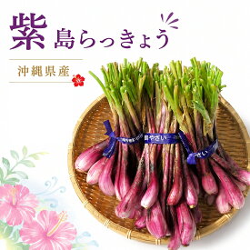 紫 島らっきょう 1キロ 　 沖縄産県産