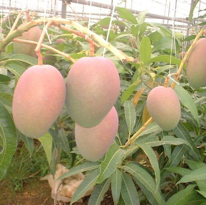 楽天市場】訳あり 完熟マンゴー 約3kg ☆キズ、黒点などあり規格外 