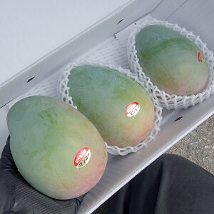 �y���������z�L�[�c�}���S�[ �D�i ��1.5kg ���ꌧ�Y �� ����8�����{�`9�����{