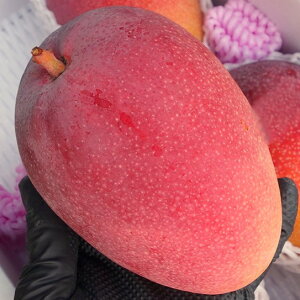 ���n�A�b�v���}���S�[ �����p �G�i ��1.5kg �����ϔ����聙�@��������7���`8�����{ �A�b�v���}���S�[�i�A�[�E�B����j