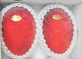 完熟アップルマンゴー 贈答用 秀品 約1kg　☆化粧箱入り☆ 最高級マンゴー 発送時期7月上〜8月末