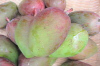 楽天市場 沖縄特産フルーツ マンゴー アップルマンゴー 青マンゴー 沖縄美味通販のたま青果