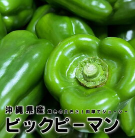 沖縄県産　肉厚ビッグピーマン 2kg　発送11〜6月