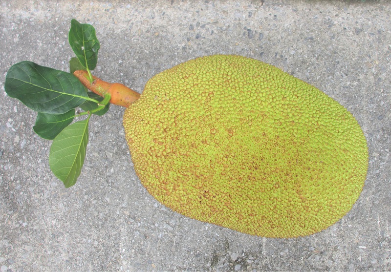 楽天市場】波羅蜜（ジャックフルーツ） : 沖縄美味通販のたま青果