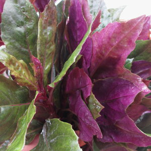 n_} 3pbN (v600g) ͂񂾂 y؁zt\΁At̃c[gJ[ Y y O  Y Y Y    y T_ Ђ 