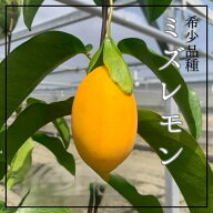【送料無料】沖縄フルーツの新定番！？お試し ミズレモン 5～6玉 (300～500g)