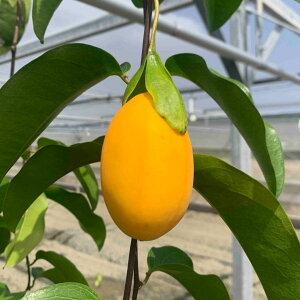 yz󏭂ȓ썑ʎ@~Y 500g@ꌧY