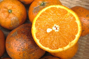 ɓY񂩂 ƒp@2kg 1`3{