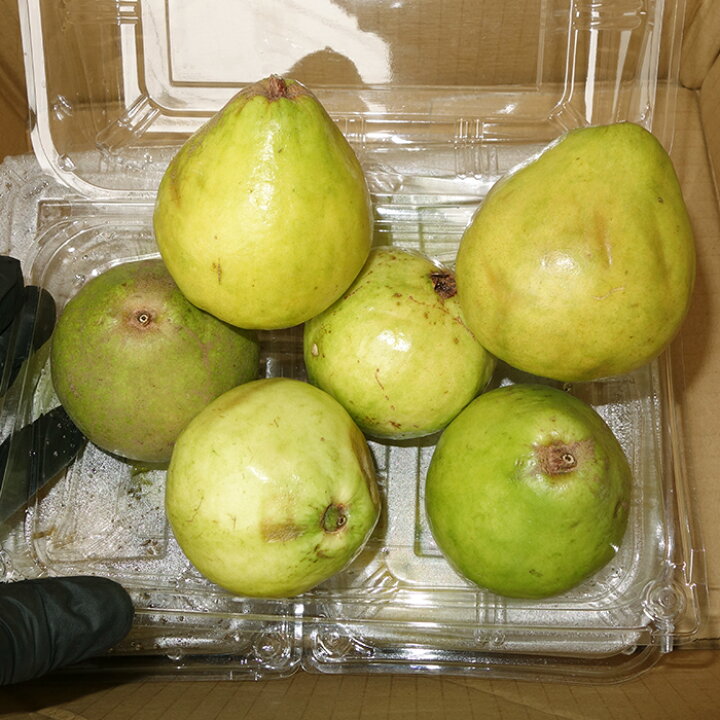 楽天市場】グァバ 約2kg 【発送7月下旬〜9月】 沖縄産 : 沖縄美味通販 