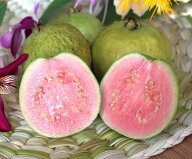 沖縄県産 グァバ 約1kg（赤・白おまかせ）南国フルーツの代表格【発送7月下旬〜10月】