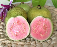 【送料無料】沖縄県産 グァバ 約2kg（赤・白おまかせ）南国フルーツの代表格【発送7月下旬〜10月】