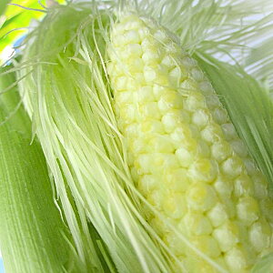 ꌧY OR[ xr[R[ 15{@M`L