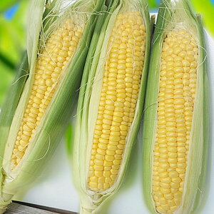 ꌧYXC[gR[EM10{ 12{`5iƂ낱 R[ XC[gR[j