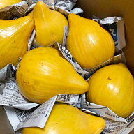 カニステル 1kg 【発送1月〜7月】