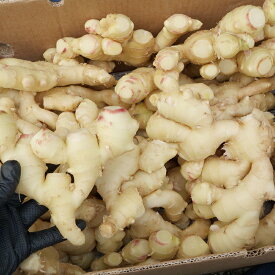 沖縄県産　生姜 1kg