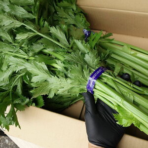 �y���������z���ꌧ�Y�@�Z���� ��5kg (3~7���j�y���� 12�`4���z