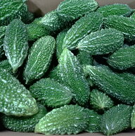 【訳あり・家庭用】沖縄県産　ゴーヤー（苦瓜・にがうり） 3kg