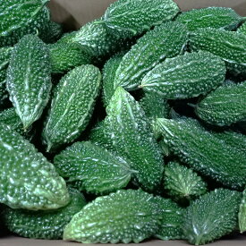 ☆訳あり☆沖縄県産　ゴーヤー（苦瓜・にがうり） 3kg