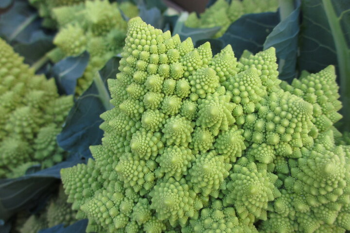 楽天市場 ロマネスコ ５個 600 800ｇ 発送 3 4月 珍しい沖縄県産野菜 国産 国内産 沖縄県産 野菜 お取り寄せ 料理 惣菜 おかず サラダ 材料 たま青果 沖縄美味通販のたま青果