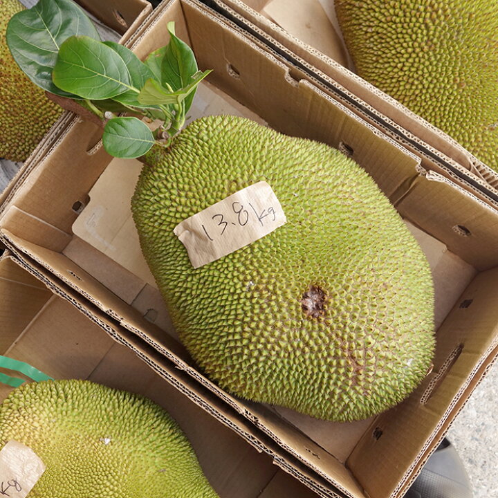 楽天市場】ジャックフルーツ 波羅蜜 パラミツ 1玉 : 沖縄美味通販の 