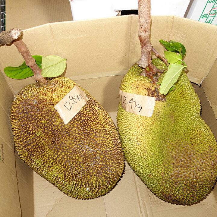 楽天市場】ジャックフルーツ 波羅蜜 パラミツ 1玉 : 沖縄美味通販の 