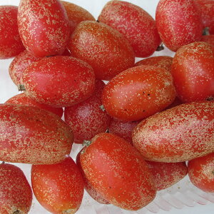 �O�~�̎� �Ⓚ�@500�O���� �i1�p�b�N100�O�����j ���ꌧ�Y