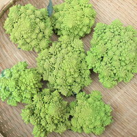楽天市場 沖縄県産の野菜 カリフラワー 沖縄美味通販のたま青果 楽天市場 沖縄県産の野菜 カリフラワー 沖縄美味通販のたま青果